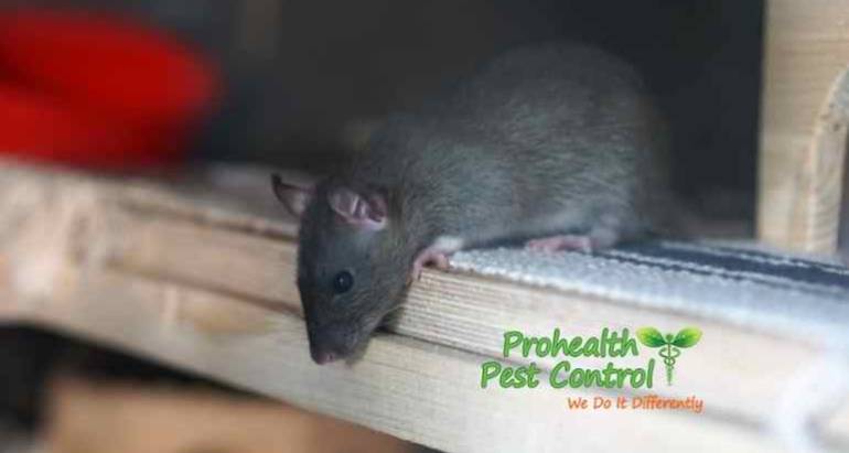 What are Rat Entry Points, and Do You Have any around Your Home?