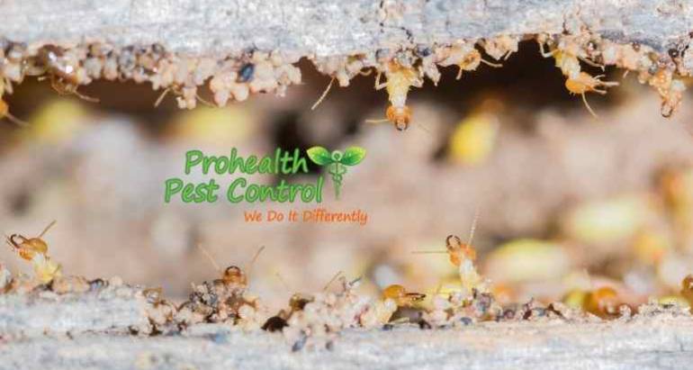 What are the Best Ways to Prevent Termites in Your Home?