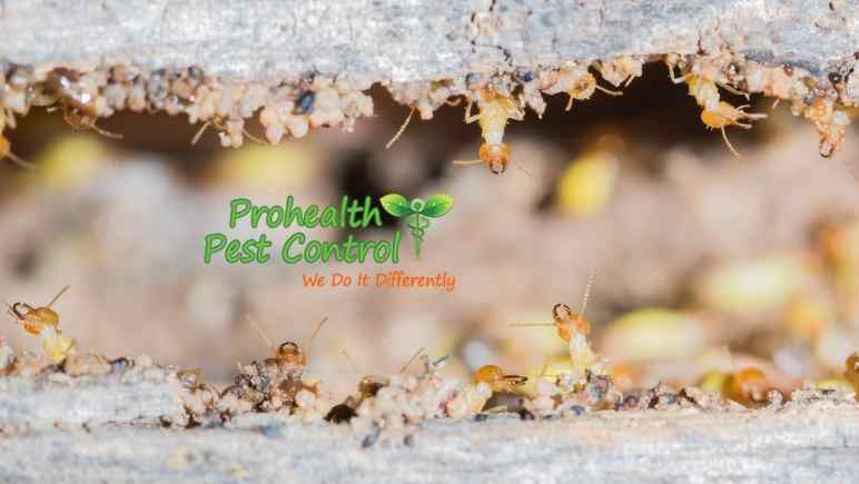 What are the Best Ways to Prevent Termites in Your Home?