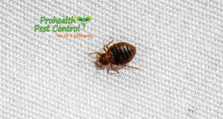 How do You Do Laundry Infested with Bed Bugs?