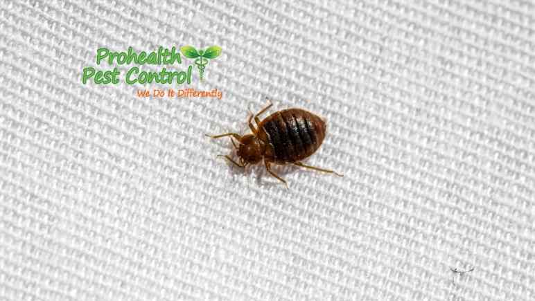 Bed Bug Laundry How Do You, Can Bed Bugs Hide In Plastic