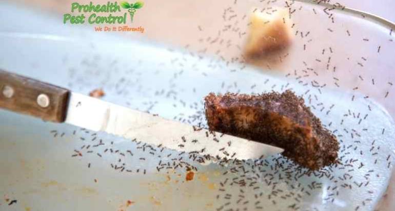 How to Prevent Ants in the Kitchen