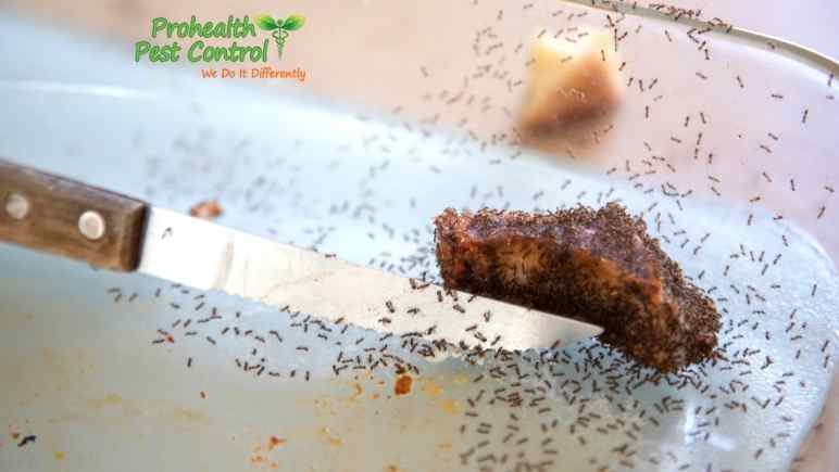 How to Prevent Ants in the Kitchen