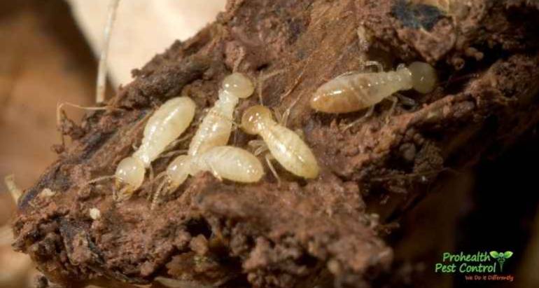 8 Tips for Termite Prevention to Protect Your Office Building