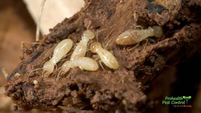 8 Tips for Termite Prevention to Protect Your Office Building