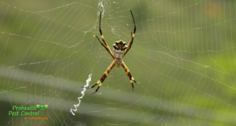 Are there Any Poisonous Spiders in Florida?