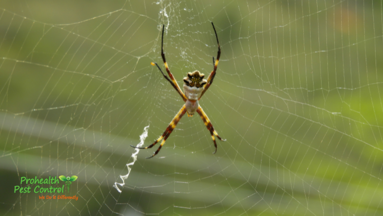 Are there Any Poisonous Spiders in Florida?