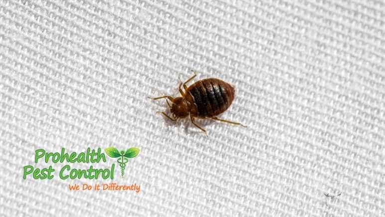 What is the Most Effective form of Bed Bug Treatment?