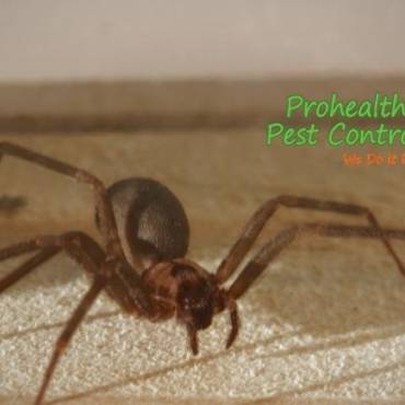 5 Signs of a of a Brown Recluse Infestation in Your Home