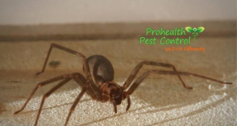 5 Signs of a of a Brown Recluse Infestation in Your Home