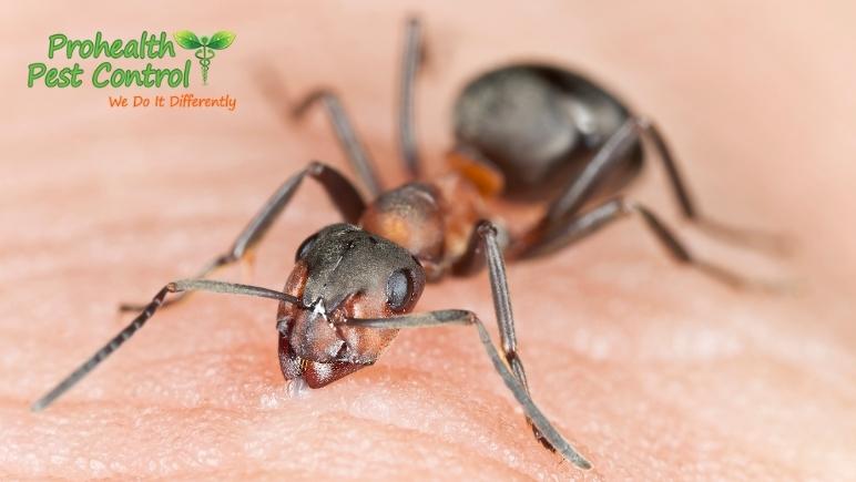 How to Treat Ant Bites for Common Ant Species in Florida