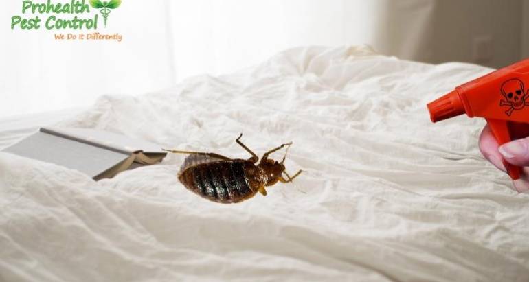 What Kills Bed Bugs Instantly?