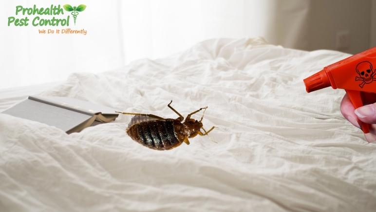 What Kills Bed Bugs Instantly?