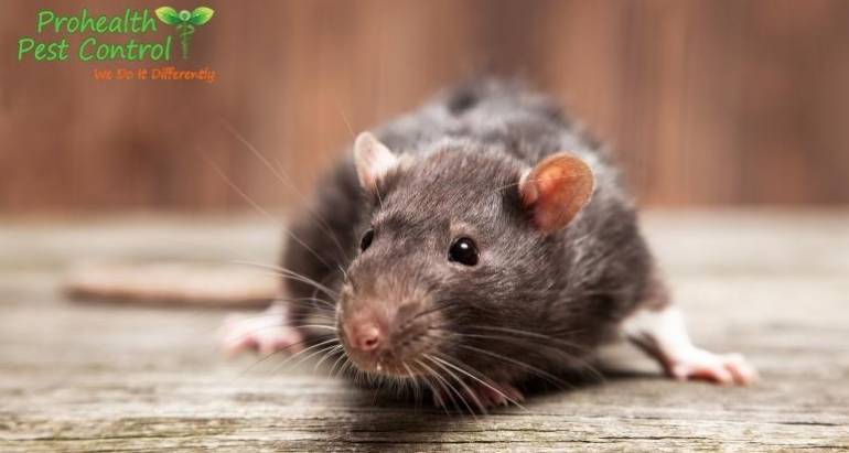What to Do if You See Rats in Your House?