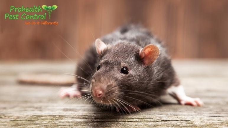 What to Do if You See Rats in Your House?