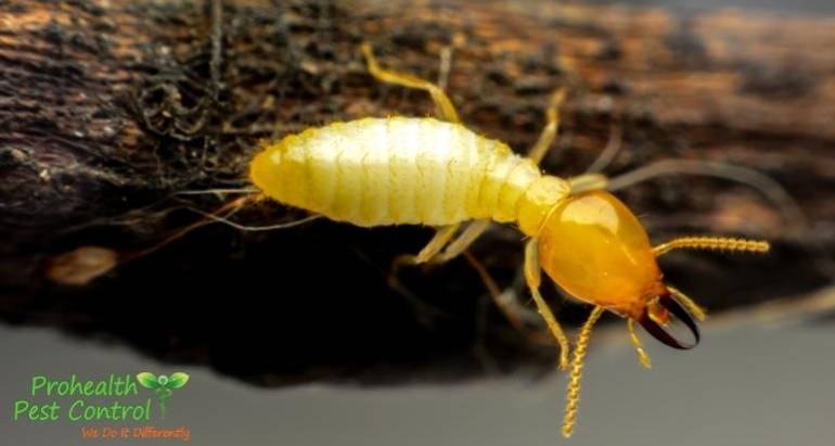 When Are Termites Most Active?