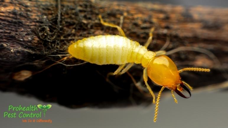 When-Are-Termites-Most-Active_.jpg