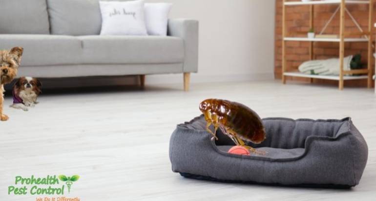 What is the Best Flea Treatment for Your House?