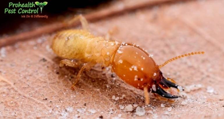 Natural Termite Control to Protect Your Home from an Infestation