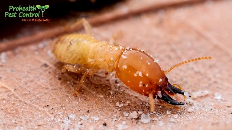 Natural Termite Control to Protect Your Home from an Infestation