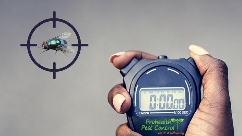 Person-holding-stopwatch-with-a-fly-being-targeted.jpg