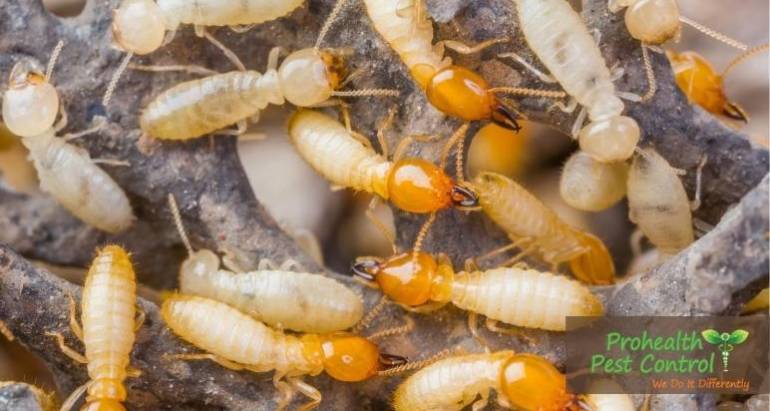 How do You Know if Your Home is Infested with Termites?