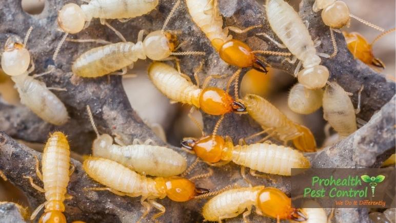 How do You Know if Your Home is Infested with Termites?
