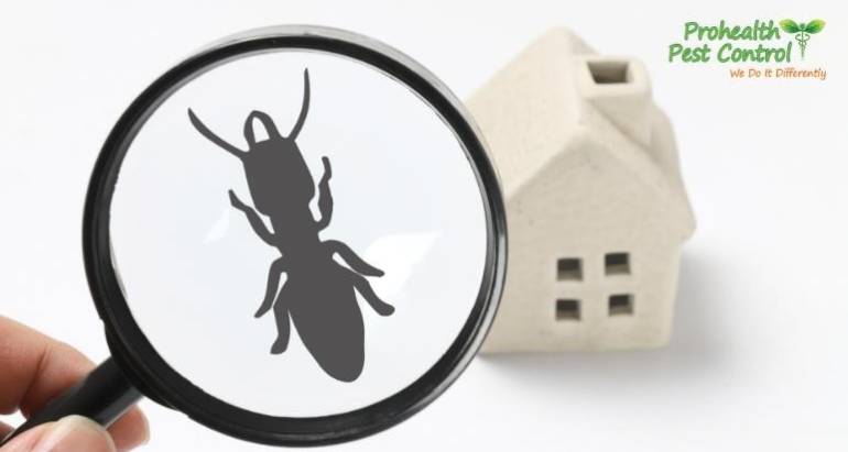 Facts About Termites and Control: What You need to Know