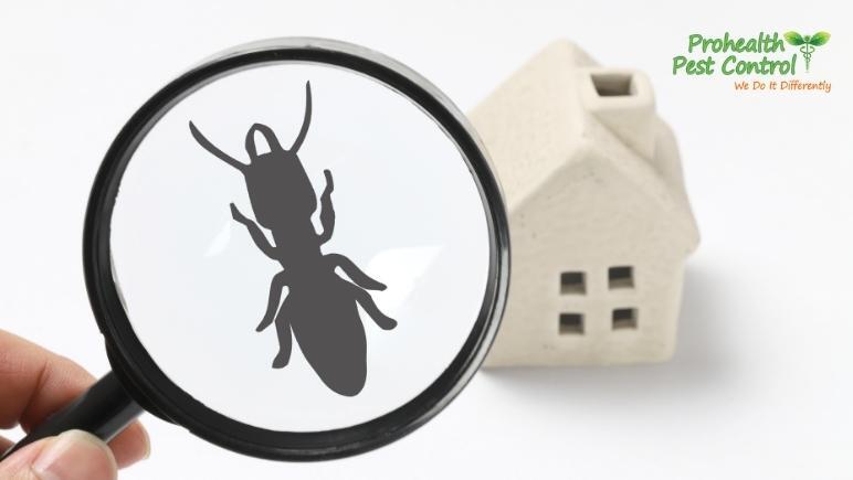Facts About Termites and Control: What You need to Know