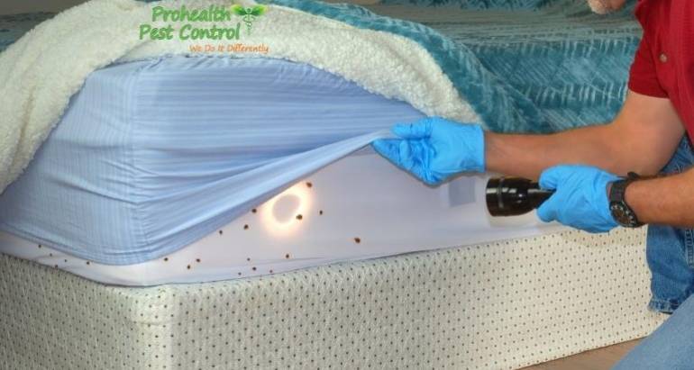 How Do You Know if You Have Bed Bugs in Your Home?
