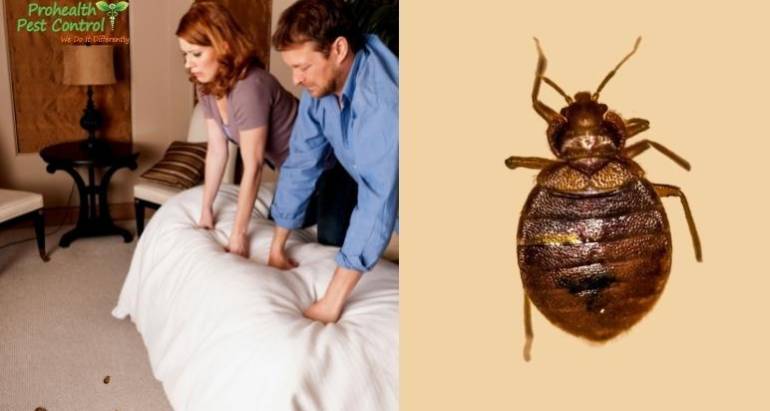 What to do If You See Bed Bugs in Hotel Rooms