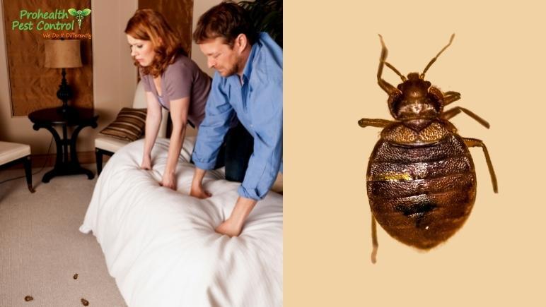 What to do If You See Bed Bugs in Hotel Rooms
