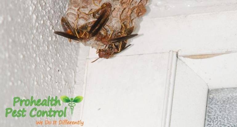 How to Prevent Wasps from Returning to Your Property