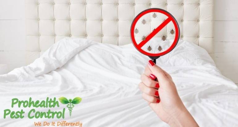 Treating Bed Bug Bites: How to Properly Treat Bed Bug Bites