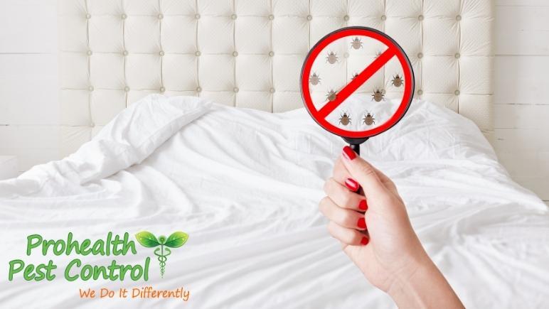 Treating Bed Bug Bites: How to Properly Treat Bed Bug Bites