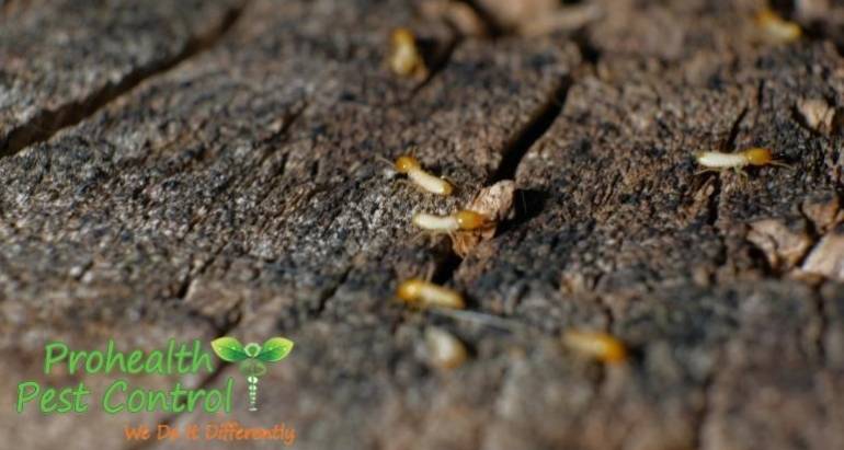 Wood Termite Treatment: How is Wood Treated to Stop a Termite Infestation?