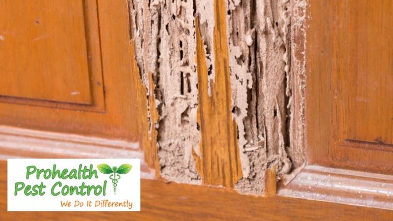 How to Kill Termites Found in Your Home