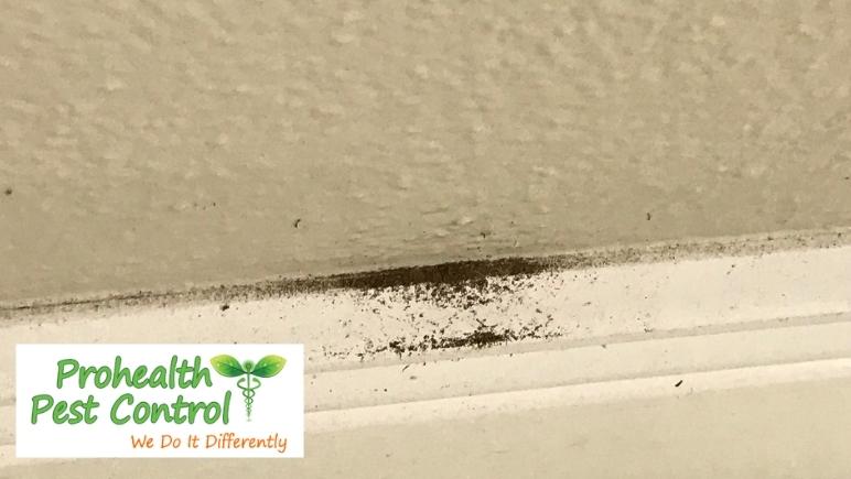 Is It Termites? Signs of Drywall Damage Caused by Termites