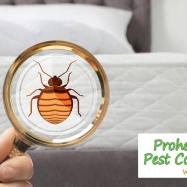 What Are the Early Signs of Bed Bugs in Your Home?