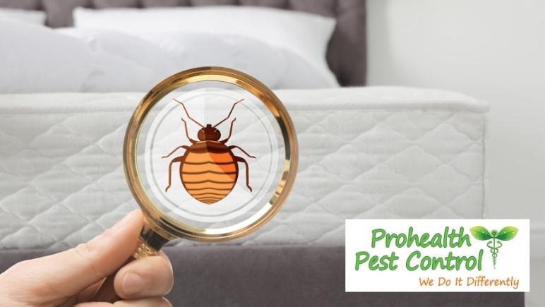 What Are the Early Signs of Bed Bugs in Your Home?