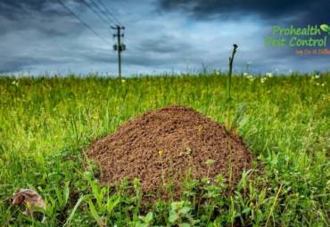 What is the Best Treatment for Ant Hills on Your Property?