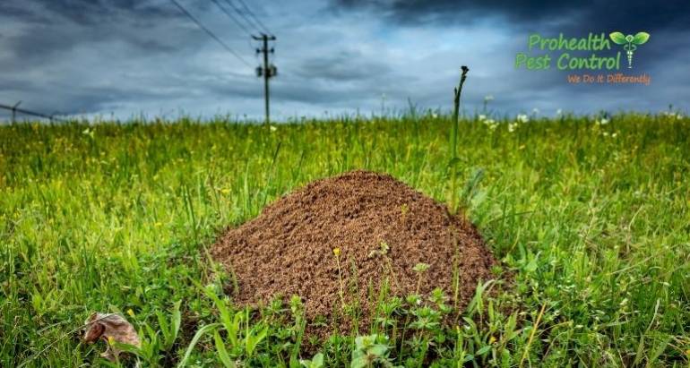 What is the Best Treatment for Ant Hills on Your Property?