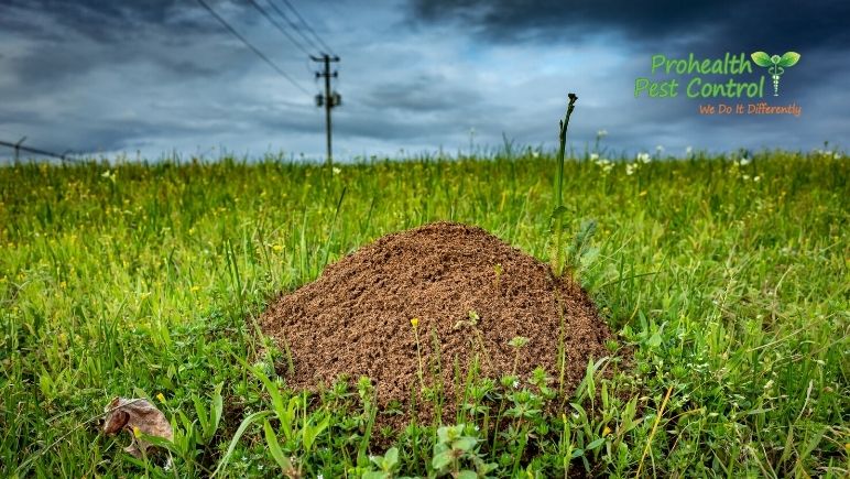 What-is-the-Best-Treatment-for-Ant-Hills-on-Your-Property.jpg