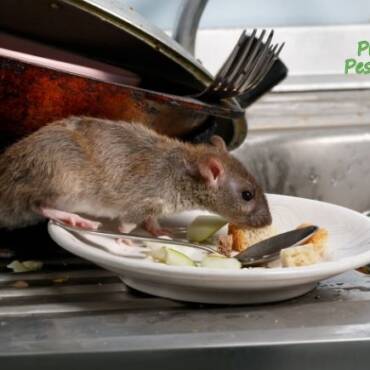 10 Do’s and Don’ts for Dealing with a Rodent Infestation