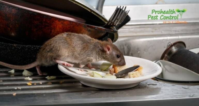 10 Do’s and Don’ts for Dealing with a Rodent Infestation