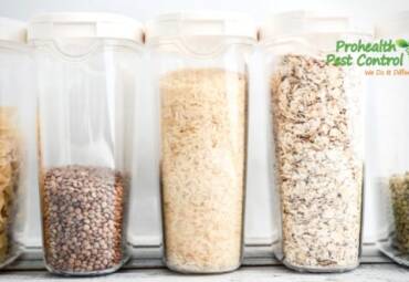 How to Store Food Properly to Keep Pests Out of Your Kitchen