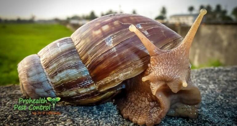 The Giant African Snail Invasion of 2022