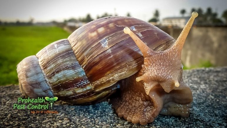 The-Giant-African-Snail-Invasion-of-2022.jpg