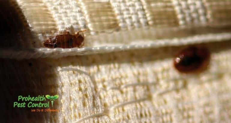 Bed Bugs Love to Hide in these Specific Places