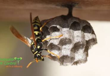 How Dangerous are Wasps?